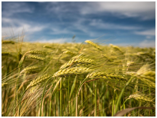 Ein Gerstenfeld vor blauem Himmel mit weißen Wolken