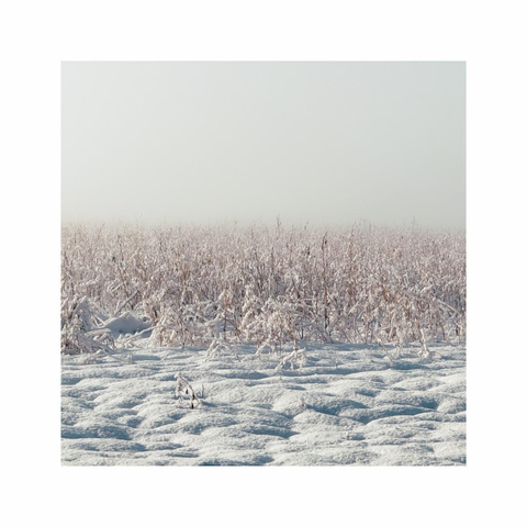 a square image overlooking a snowy field. the shape of the soil underneath gives the snow an interesting texture. some leftover crops in the back are also partly covered with frost and snow. in the far distance the view is blocked by a soft wall of fog and mist