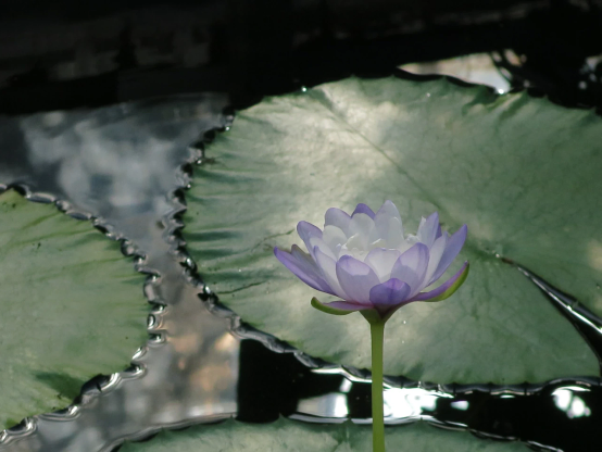 青紫色のスイレン