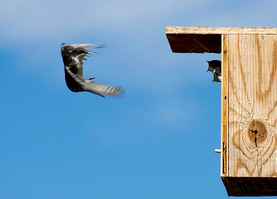 A swallow coming in for landing, wings arched as it slows down but it has turned head slightly our way, maybe hearing the snap of DSLR? In front of it the heads of baby birds stick out of wooden bird house, their mouths are wide open.