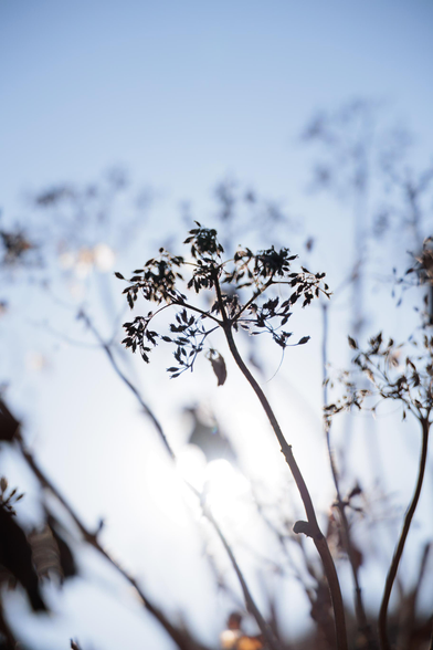 Against a bright blue sky, the withered hydrangea flowers form silhouettes, illuminated by soft sunlight.