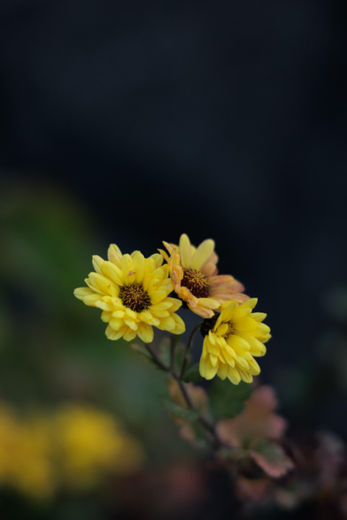 Three vibrant yellow chrysanthemums with brown centers, set against a dark blurred background.