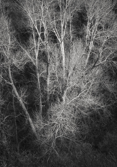 Black-and-white photo of a dense stand of leafless trees, with pale trunks and a web of bare branches filling the frame against a dark forest background.