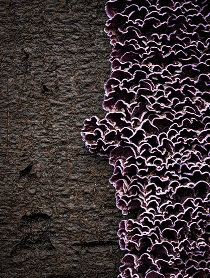 Purple bracket fungi growing along the bark of a tree. The composition is split almost vertically, creating a beautiful juxtaposition between the rough, dark wood and the delicate, organic shapes of the fungi.

The right side of the frame is densely packed with hundreds of small, shelf-like fungal caps. They feature ruffled, wavy edges with a vibrant purple-to-violet hue, fading into a crisp white or light grey at the very tips.

The left side reveals the tree's surface, a deep, earthy brown with a rugged, fissured texture. The bark's vertical ridges provide a strong textural contrast to the soft, overlapping layers of the mushrooms.