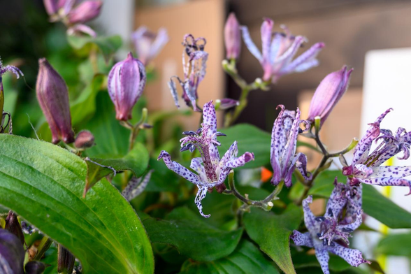 民家の軒先で咲いていたホトトギス。わりと周辺につぼみも付いている。/ 2026.01.07 寺町五条あたりから