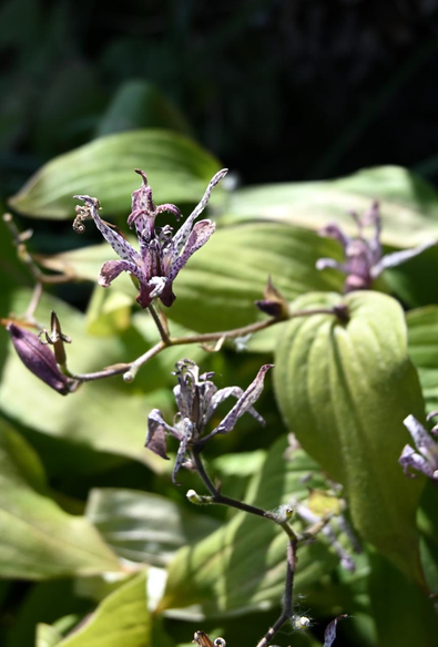 冬の日差しが差し込む場所で咲いているホトトギス。少しくたびれ始めている花も見えるけど、2月になっても意外と咲いている。/ 2026.02.01 御所西エリア・中立売通あたりから