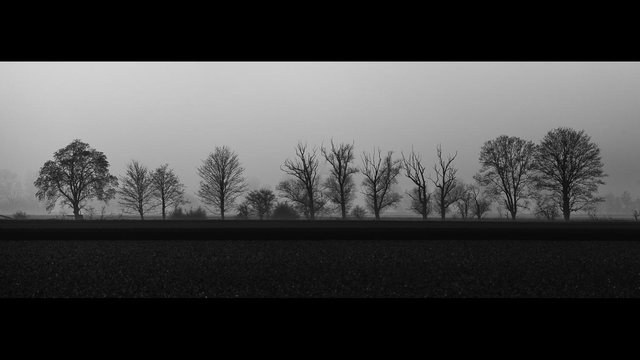 Schwarz-Weiß-Foto über einen Acker hinüber zu einer Baumgruppe. Durch den Nebel der hinter den Bäumen beginnt, sind diese als blattlose Gerippe abgebildet.