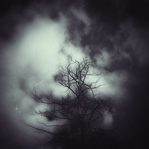 A black and white photo showing a leafless tree silhouetted by moonlit clouds. Shot on expired film.