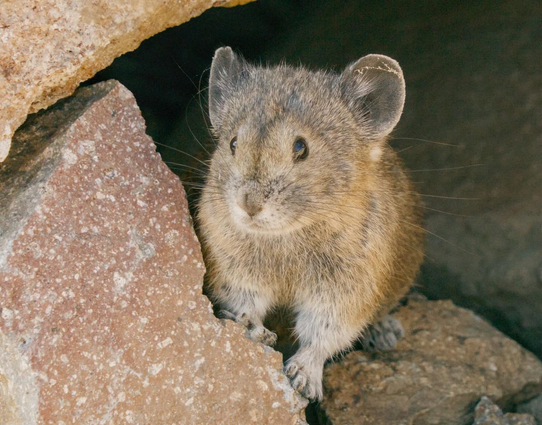 A color photo of a small furry mouse like animal with round Mickey Mouse ears and very long whiskers. The pika is looking out from a small cave like opening under a pile of angular rocks.