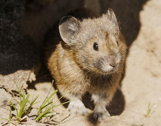 A color photo of a small furry mouse like animal with round Mickey Mouse ears and very long whiskers. The pika is looking out from a small cave like opening under a pile of angular rocks. There is a small tuff of grass growing the the pika's right.