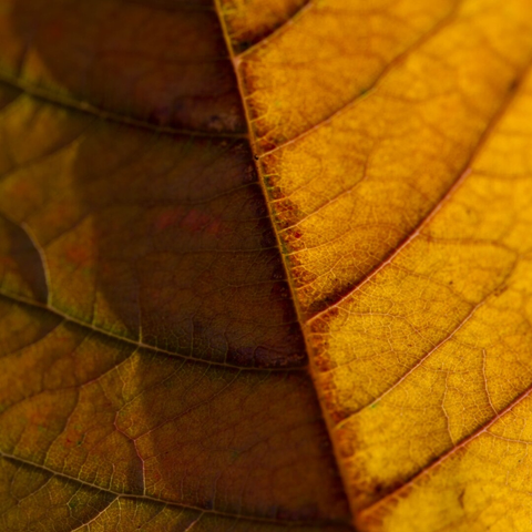 Extreme close-up of the underside of an autumn leaf, raised veins visible, the midrib casting a shadow so that the leaf is vibrant sunlight-gold on the right, dead-brown on the left. The depth of field is shallow enough that some parts drift out of focus, despite being mere millimetres closer or further from the lens.