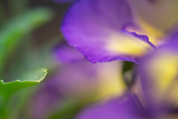 A macro close up of purple and yellow wild pansy petals next to its green leaves. The image has a very narrow focus only on some of the edges of the petals and leaves a lot blurry