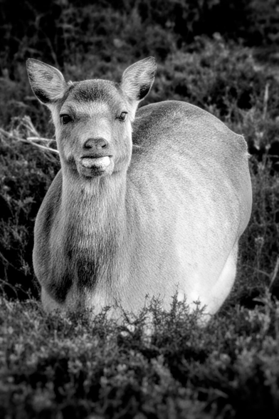 A close-up, black and white portrait of a female deer, likely a Sika, looking directly at the camera. The deer is positioned waist-deep in textured heather and gorse bushes. Her ears are perked up and facing forward. The lighting is soft, highlighting the coarse texture of her fur and the scrubby vegetation in the foreground. The background is blurred, keeping the focus entirely on the animal's face.