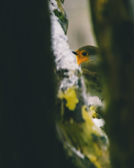 European robin seen between two branches of crape myrtle. A thin layer of snow can be seen on the left branch.