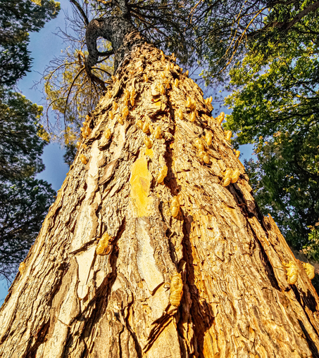 The photo is a low-angle shot looking up the trunk of a large tree. The tree's bark is a deep, textured brown, and it has lots empty cicada shells on it. These exoskeletons are a translucent golden colour, catching the sunlight and creating a scattered pattern over the trunk. The tree trunk fills most of the photo. In the background, a blue sky is visible along with the leafy green leaves of nearby trees.