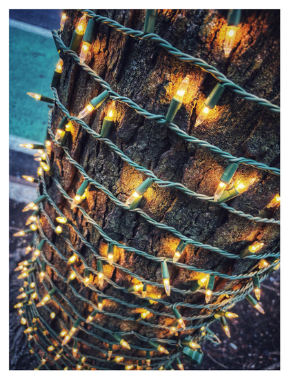 An angled photo of a city tree, looking downwards to the sidewalk. A long green cord of yellow Christmas lights is wrapped around the tree trunk in evenly spaced rings. The image emphasizes the texture of the bark and the soft glow of the lights. A green bike lane painted on the street can be glimpsed in the background.