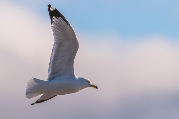 Photograph of a ring-billed gull in flight against out of focus fluffy gray and white clouds with a clear blue sky in the upper right frame. The gull is in the lower left frame, and the view is from the side and below. The gull is flying from left to right in profile with its left wing fully extended upwards, its foreshortened right wing out to the side, and its tail flattened out behind it. Ring-billed gulls have white body feathers, grey wing feathers with black feathers on its wing tips, yellow-green eyes surrounded by partially visible red eye tissue, a yellow-orange beak with a black stripe around the beak near its tip, and yellow-orange legs and feet.