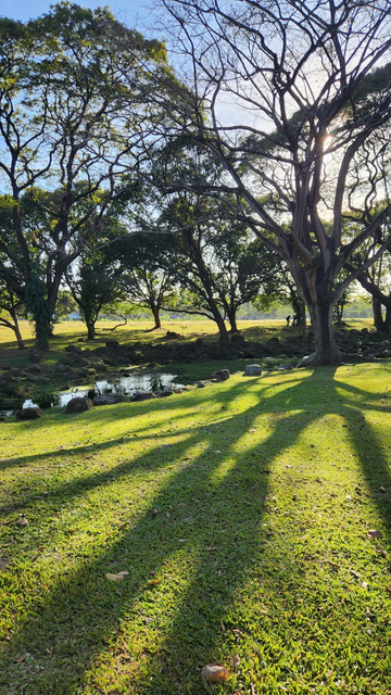 An open space surrounded by trees, with a creek cutting across it. The late afternoon sun casts long shadows on the grassy ground.