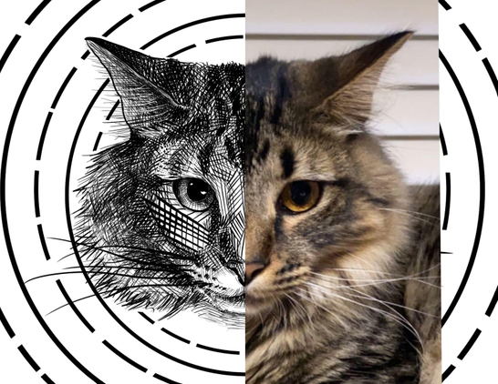 Black and white drawing of a cat named Nadja, with the right half of the image being the reference.