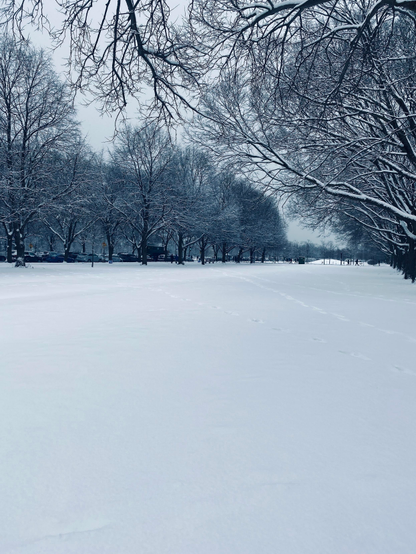 A monochrome photo, where the bottom half of the photo is completely white with snow except for a few footprint tracks that can be seen traversing the snow. On the left side is a long row of trees with the branches covered in snow receding into the back of the photo. On the right side and across the top are branches covered in snow in close-up 