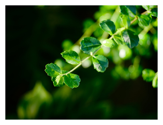 Close-up of a slender branch featuring small, vibrant green leaves.