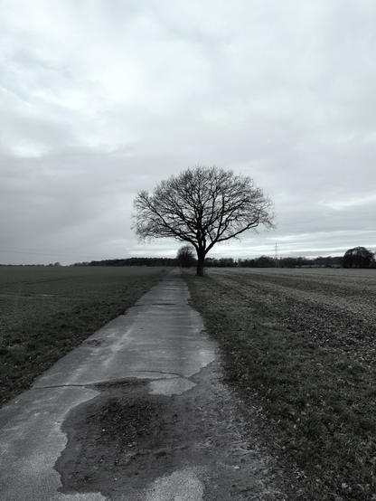 Portrait format, monochrome. A single, large tree stands in a field next to the right-hand side of a dirt road. The road is bumpy and leads from the foreground of the image to the horizon. The tree has grown tall, with strong branches and a broad crown, and stands out clearly against the grey sky. As it is winter, the tree has no leaves. A strip of forest can be seen on the horizon, above which an overcast sky stretches. 
The image conveys a sense of grandeur, tranquillity, but also loneliness.