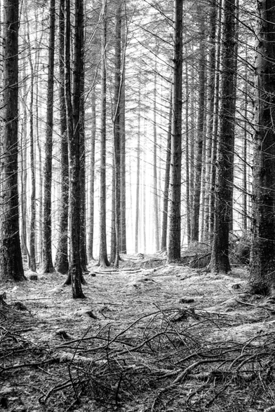 A view of tall pine trees and a busy forrest floor.