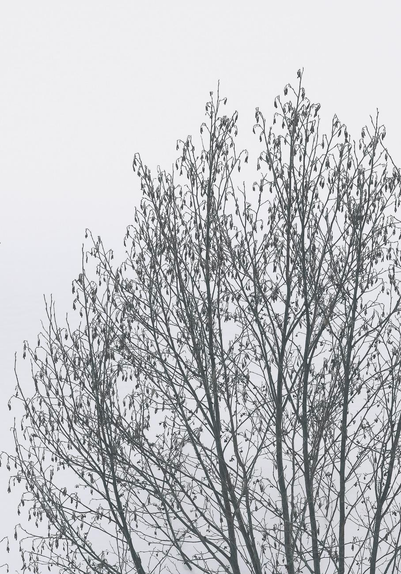 Photograph of a shrub with multiple small trunks and branches, brownish-grey, probably an alder, stripped of its leaves but with a multitude of small cones, standing out against the very white snow. The photo appears almost black and white.

Photographie d'un arbuste aux multiples petits troncs et branches b brun-gris, probablement un aulne, dénudé de ses feuilles mais avec une multitude de petits cônes, se détachant sur la neige très blanche. La photo paraît presque en noir et blanc.