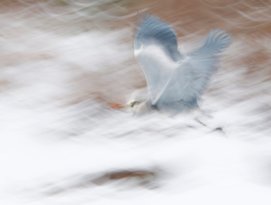 A gray heron flies over a frozen lake. The longer exposure time makes the image look like a painting.