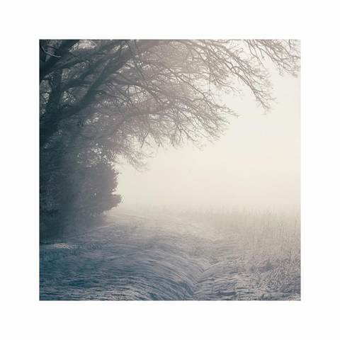 a square image taken at a sunny but also very foggy winter day. all of the landscape is covered with white, fresh snow. the mighty branches of a big tree are hanging over a trail. the warm sunlight is vaguely peaking through the mist