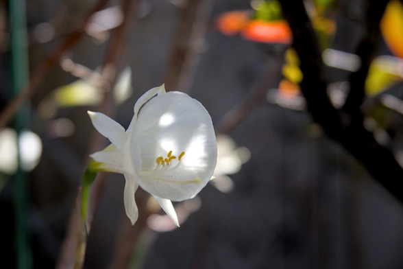 軒下に置かれた植木鉢で咲いていたペチコート水仙。ラッパ状の副花冠が大きく口を開いてるみたいに見える。/ 2026.02.01 御所南エリア・丸太町通辺りから