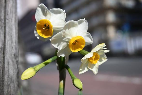 街路樹のすぐ隣で咲いているニホンスイセン。一本の茎から3輪ほど咲いていて、そのすぐ下につぼみも見えている。/ 2026.02.01 烏丸通から