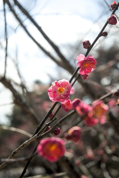 出水の小川の北側でロウバイが咲いているあたりの紅梅。ここの紅梅は他と比べて咲いている方で三分咲きくらい。やや斜め上に向かって咲く紅梅と、その真逆を向いている紅梅。/ 2026.02.01 京都御苑から