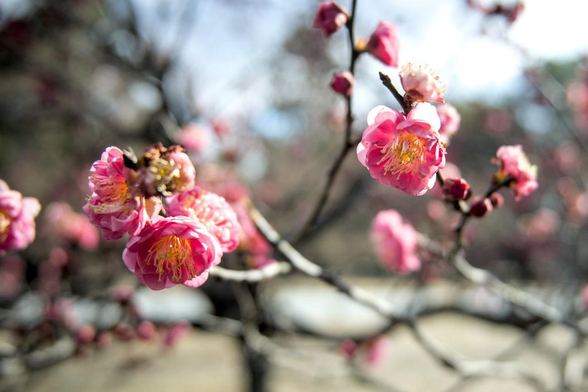 梅林の中ほどで咲いている紅梅。梅林の中では咲いている方で、こちらも三分咲きくらい。枝先に数輪の花を付けている紅梅。/ 2026.02.01 京都御苑から