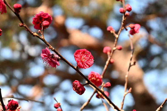 梅林の中ほど、2枚めの写真とは異なる紅梅。ほとんどの紅梅が焦点が合う手前の枝で咲いていて、それ以外の枝ではまだ多くがつぼみの状態。/ 2026.02.01 京都御苑から