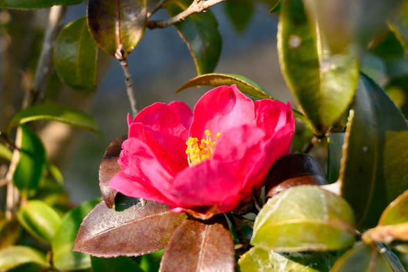 ザ・リッツ・カールトン京都のすぐ脇、二条大橋西詰で咲いているサザンカ。/ 2026.01.24 二条大橋西詰から