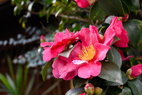 そこそこ大きいサザンカの木から、複数のサザンカの花が集まって咲いている。/ 2026.01.24 護浄院辺りから