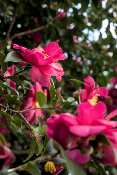 九條池のすぐ北、九條邸跡あたりのサザンカ。/ 2026.02.01 京都御苑から