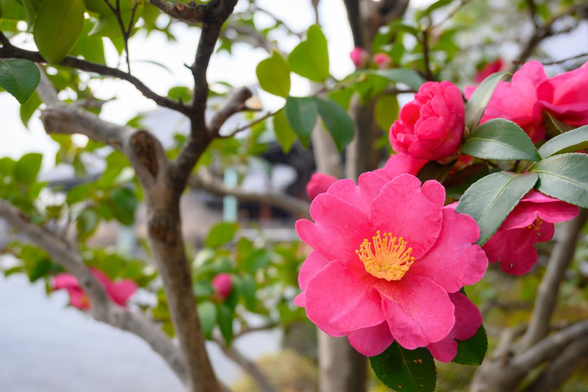 きれいに咲いているサザンカの花と、その周辺にまだ開ききっていない花が見える。/ 2026.01.05 佛光寺から