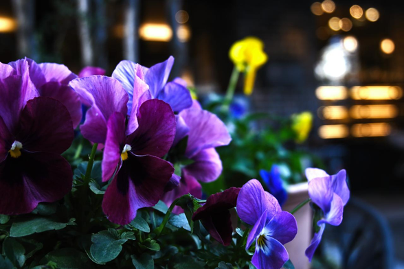 エントランス前に用意されたテラス席に飾られた青紫のパンジー。ガラス張りの店舗から電球色の照明の光が玉ボケして漏れている。/ 2026.01.30 進々堂 東洞院店から