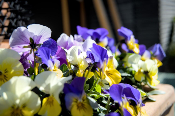 網目になった仕切りにプランターがかけられ、そこで黄色や青、白など色々な色のビオラが咲いている。/ 2026.01.30 仏光寺通辺りから