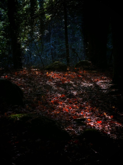 Bright red leaves on the forest floor light up in the sun. Tall trees are seen everywhere and the sun shines through the branches highlighting a section of the ground.