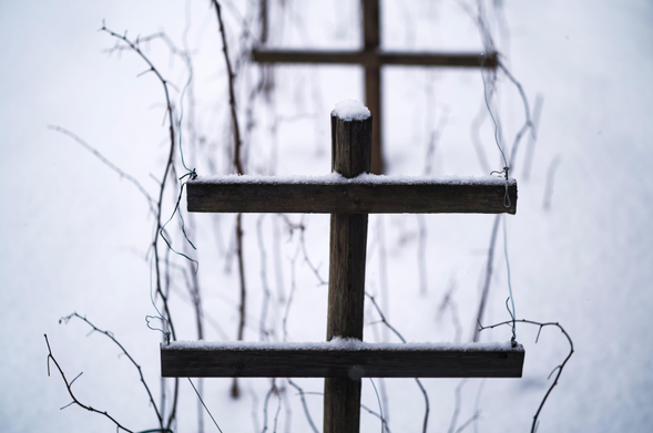 Raspberry plants hibernating in snow. Supported by wooden poles and steel wires.