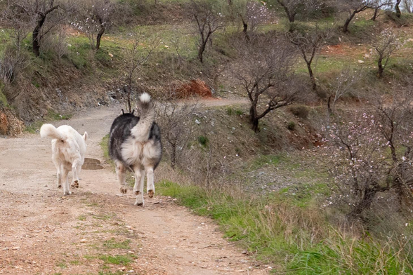 Two dogs rear ends trot happily along a dirt track. Almond trees line the track
