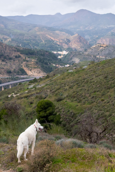Our dog Rita surveys the valley leading down to a motorway and beyond to the distant hills of the Sierra Almijara and the village of Izbor