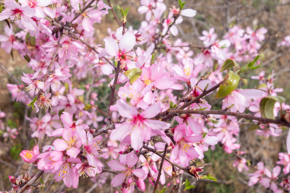 White and pink almond blossom