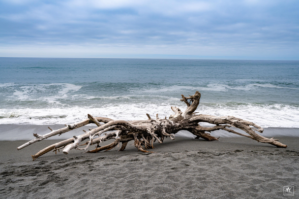Color photo of a large driftwood log with many branches and roots coming off from it lying on a beach near the water with the ocean extending beyond under grey cloudy skies.