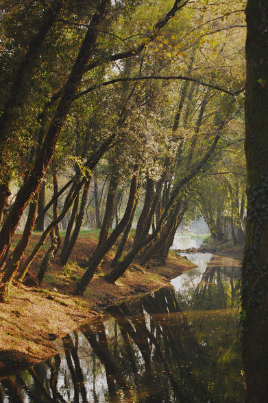 A small river runs through the forest. It's surrounded by trees. Everything looks green and calm.