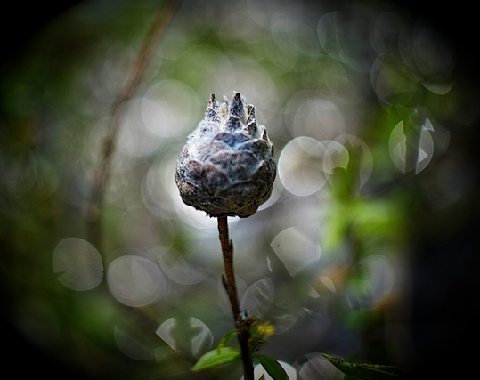 A seed pod from a flower sits in front of a blurry green background. The bokeh from the lens causing a round halo effect to be seen around light objects in the background.