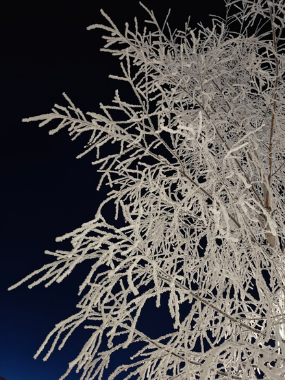 Birch tree covered in white frost. Background is dark blue night sky, which creates high contrast between the white branches and background. The tree covers 2/3 on the right side of the photo while the left side is the dark background.